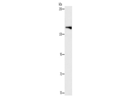 ARHGEF11 Polyclonal Antibody Store at -20°C - Biomarkers - Elabscience Biotechnology - MSE Supplies