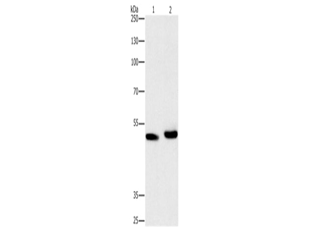 ATG4A Polyclonal Antibody Store at -20°C - Biomarkers - Elabscience Biotechnology - MSE Supplies
