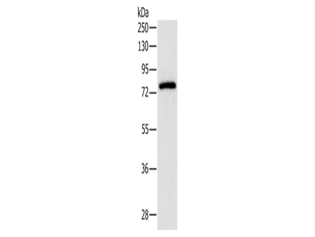 PKC Gamma Polyclonal Antibody Store at -20°C - Biomarkers - Elabscience Biotechnology - MSE Supplies