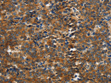 PIK3R4 Polyclonal Antibody Store at -20°C