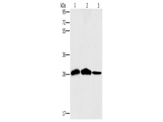 SPR Polyclonal Antibody Store at -20°C - Biomarkers - Elabscience Biotechnology - MSE Supplies