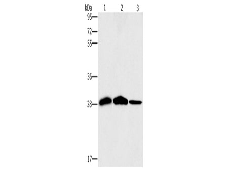 SPR Polyclonal Antibody Store at -20°C - Biomarkers - Elabscience Biotechnology - MSE Supplies