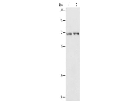 STK39 Polyclonal Antibody Store at -20°C - Biomarkers - Elabscience Biotechnology - MSE Supplies