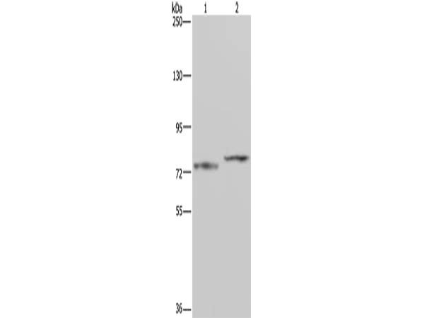 AATF Polyclonal Antibody Store at -20°C