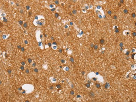 COX5A Polyclonal Antibody Store at -20°C