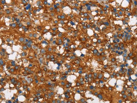 COX5A Polyclonal Antibody Store at -20°C