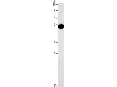 SMAD9 Polyclonal Antibody Store at -20°C Host Rabbit