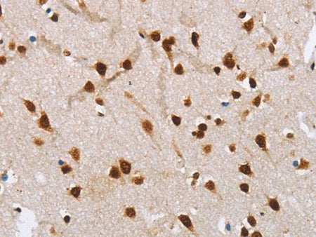 SNCA NLRP7 Polyclonal Antibody Store at -20°C