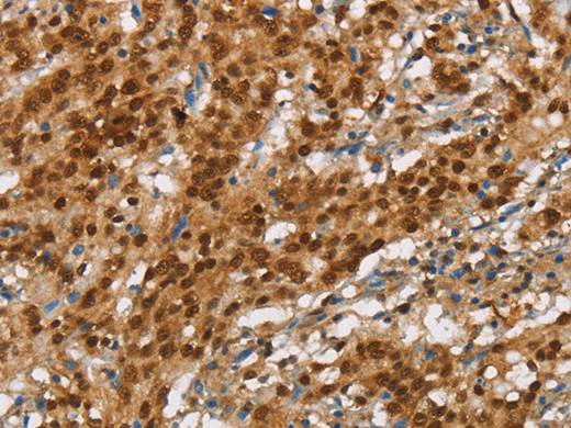SNCA NLRP7 Polyclonal Antibody Store at -20°C