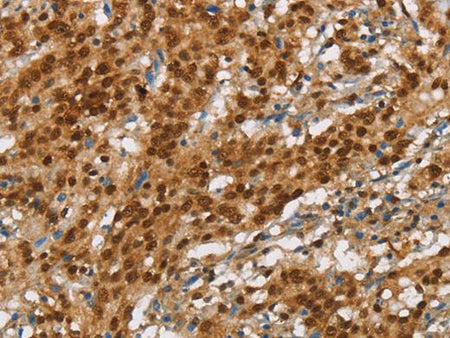 SNCA NLRP7 Polyclonal Antibody Store at -20°C