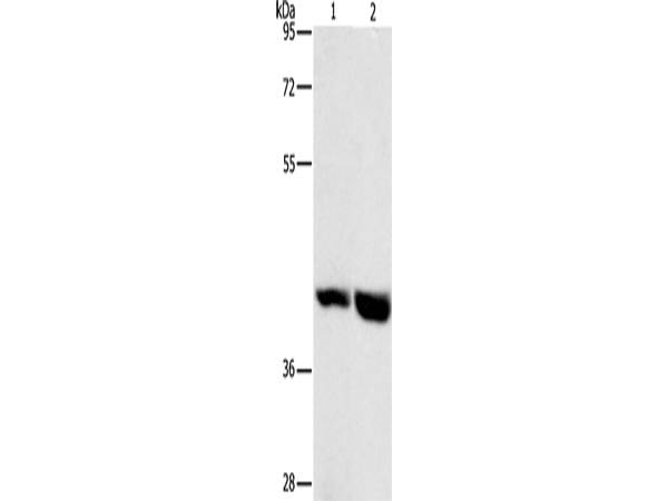 GPR182 Polyclonal Antibody Store at -20°C