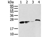 BCAS4 Polyclonal Antibody