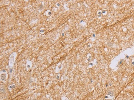BGLAP Polyclonal Antibody Store at -20°C Host Rabbit