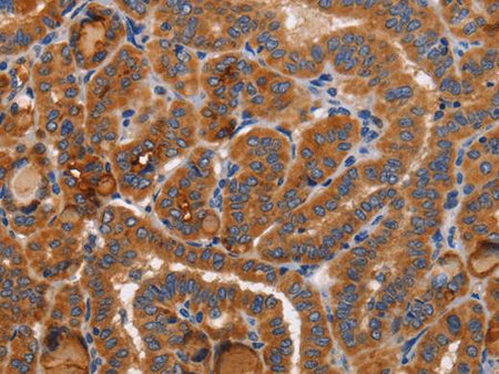 BMP6 Polyclonal Antibody Store at -20°C Host Rabbit