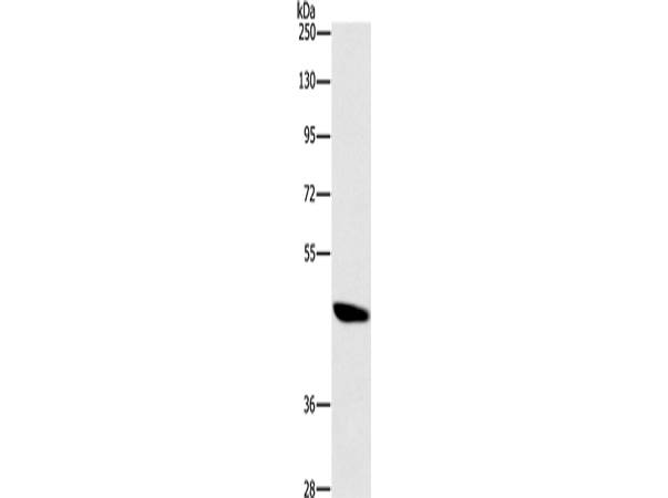 BRS3 Polyclonal Antibody