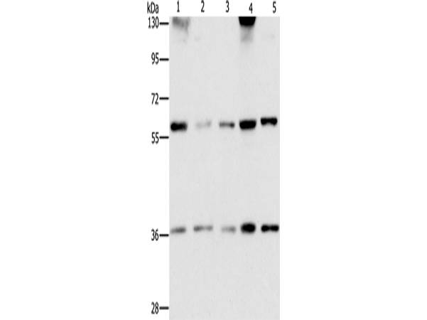 STK4 Polyclonal Antibody Store at -20°C Host Rabbit