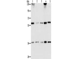 STK4 Polyclonal Antibody Store at -20°C Host Rabbit