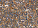 STK4 Polyclonal Antibody Store at -20°C Host Rabbit