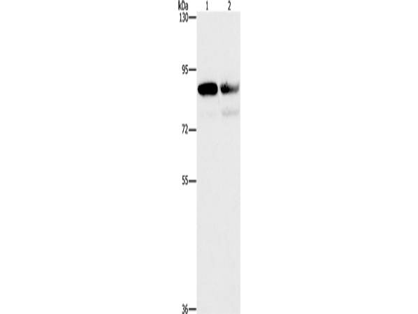 CD2AP Polyclonal Antibody