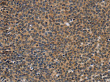 TNFRSF8 Polyclonal Antibody Store at -20°C Host Rabbit