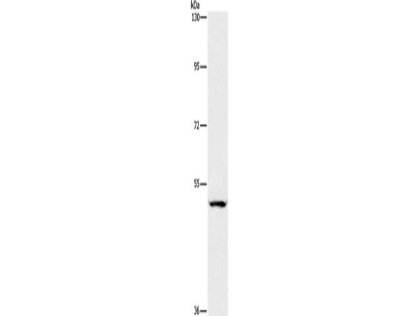 CD328 Polyclonal Antibody