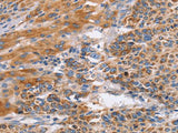 CD327 Polyclonal Antibody