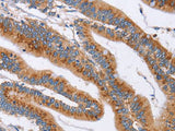 CD327 Polyclonal Antibody