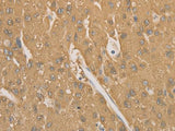 CD40 Polyclonal Antibody