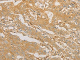 CD40 Polyclonal Antibody