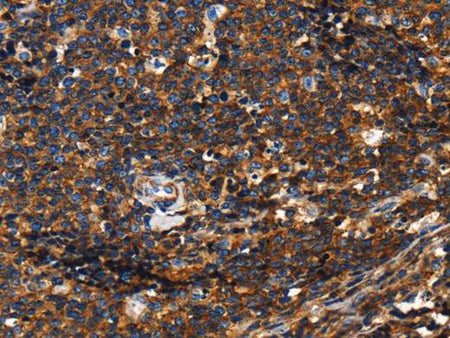 CD45 Polyclonal Antibody Store at -20°C Host Rabbit