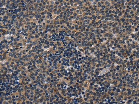 CD47 Polyclonal Antibody Store at -20°C