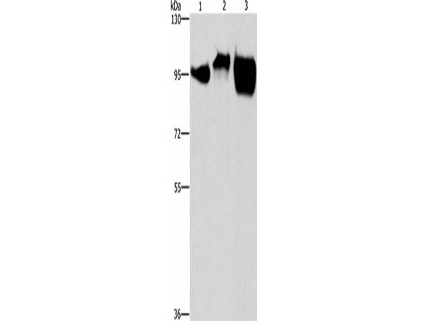 CD54 Polyclonal Antibody Store at -20°C Host Rabbit