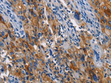 CD54 Polyclonal Antibody Store at -20°C Host Rabbit