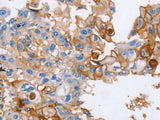 CD54 Polyclonal Antibody Store at -20°C Host Rabbit