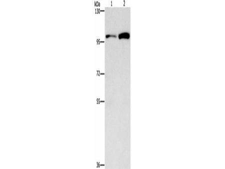 CDC27 Polyclonal Antibody Store at -20°C Host Rabbit
