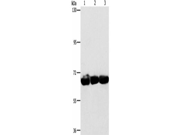 CKAP4 Polyclonal Antibody Store at -20°C Host Rabbit