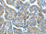 COG1 Polyclonal Antibody