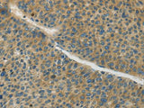 Connexin-45 Polyclonal Antibody