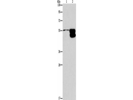 CRHR2 Polyclonal Antibody Store at -20°C Host Rabbit
