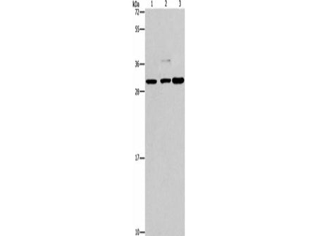 CRKL Polyclonal Antibody - Biomarkers - Elabscience Biotechnology - MSE Supplies