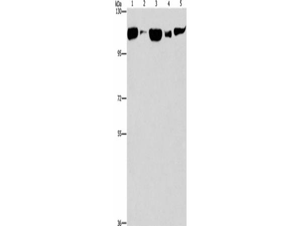 DNM2 Polyclonal Antibody Store at -20°C Host Rabbit