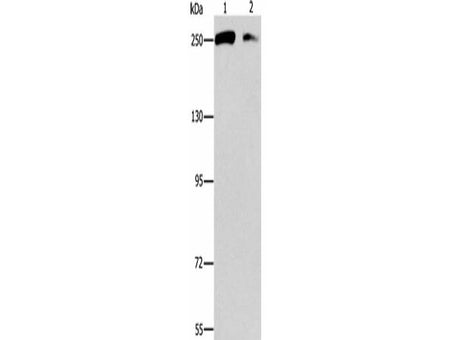 EIF4G1 Polyclonal Antibody Store at -20°C