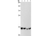 AIMP1 Polyclonal Antibody Store at -20°C Host Rabbit