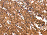 ERN2 Polyclonal Antibody