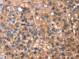 ESRRB Polyclonal Antibody Store at -20°C Host Rabbit