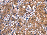 GCG Polyclonal Antibody Store at -20°C Host Rabbit