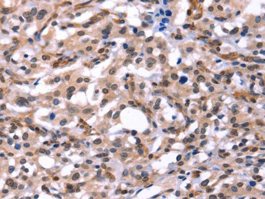 GCG Polyclonal Antibody Store at -20°C Host Rabbit