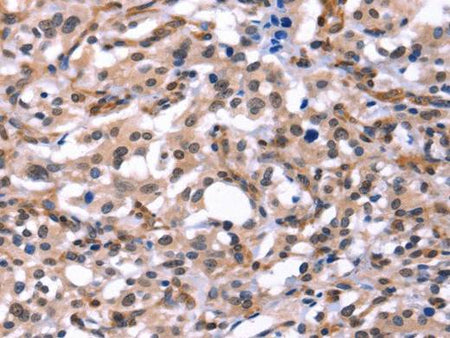 GCG Polyclonal Antibody Store at -20°C Host Rabbit
