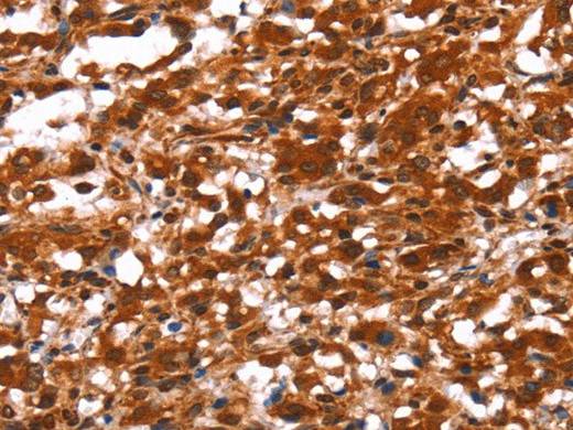 FUT1 Polyclonal Antibody Store at -20°C