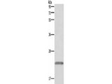 GH1 Polyclonal Antibody Store at -20°C